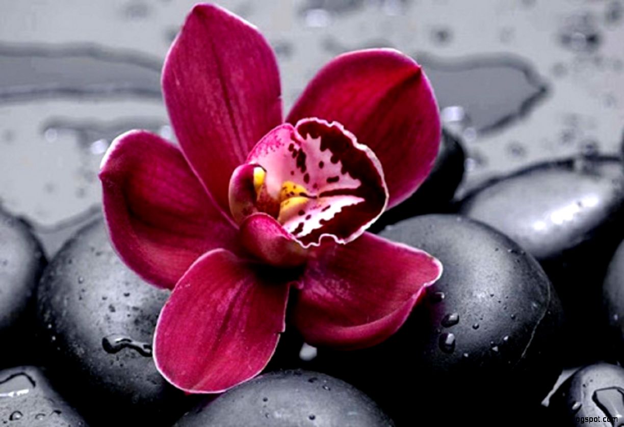 Orchid Flower Picture HD We Need Fun Orchid Flower Picture HD We Need Fun