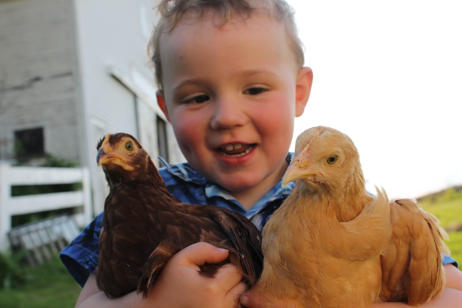 born imaginative. A boy and his chickens....
