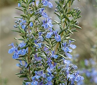 Rosemary A Herbal Remedy For Hair Growth Health Tips And Alert
