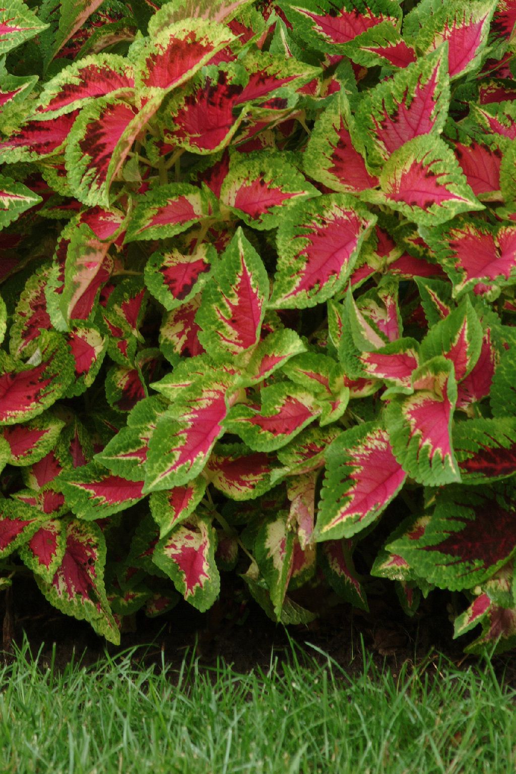 new coleus varieties bing images new coleus varieties bing images