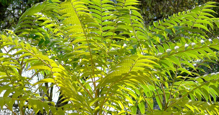 invasive plants tree heaven southeast