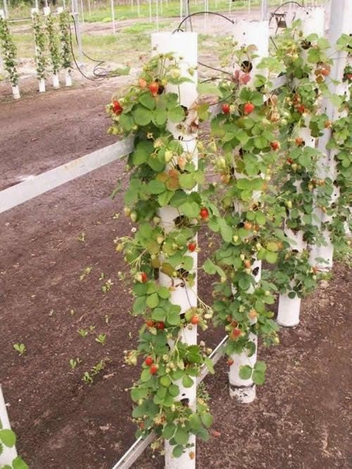 Growing strawberries vertically Backyards Click
