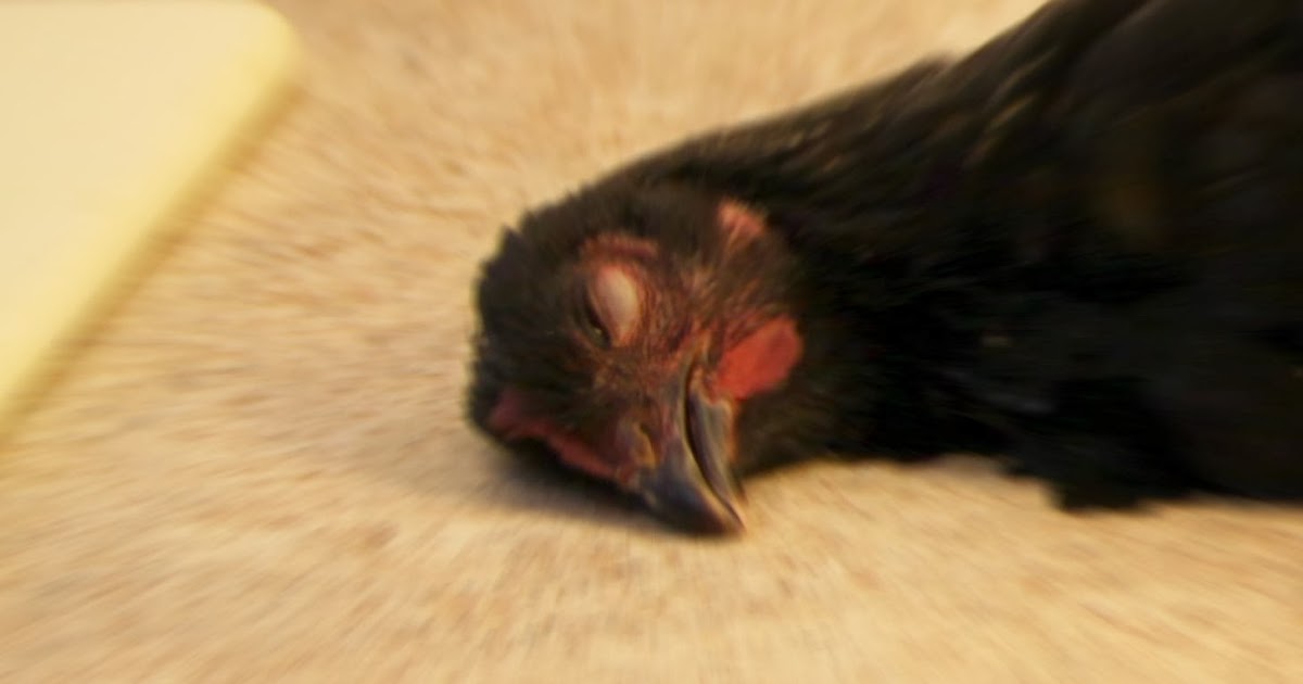 Natural Chicken Keeping How to Perform a Necropsy (Autopsy) on a Chicken