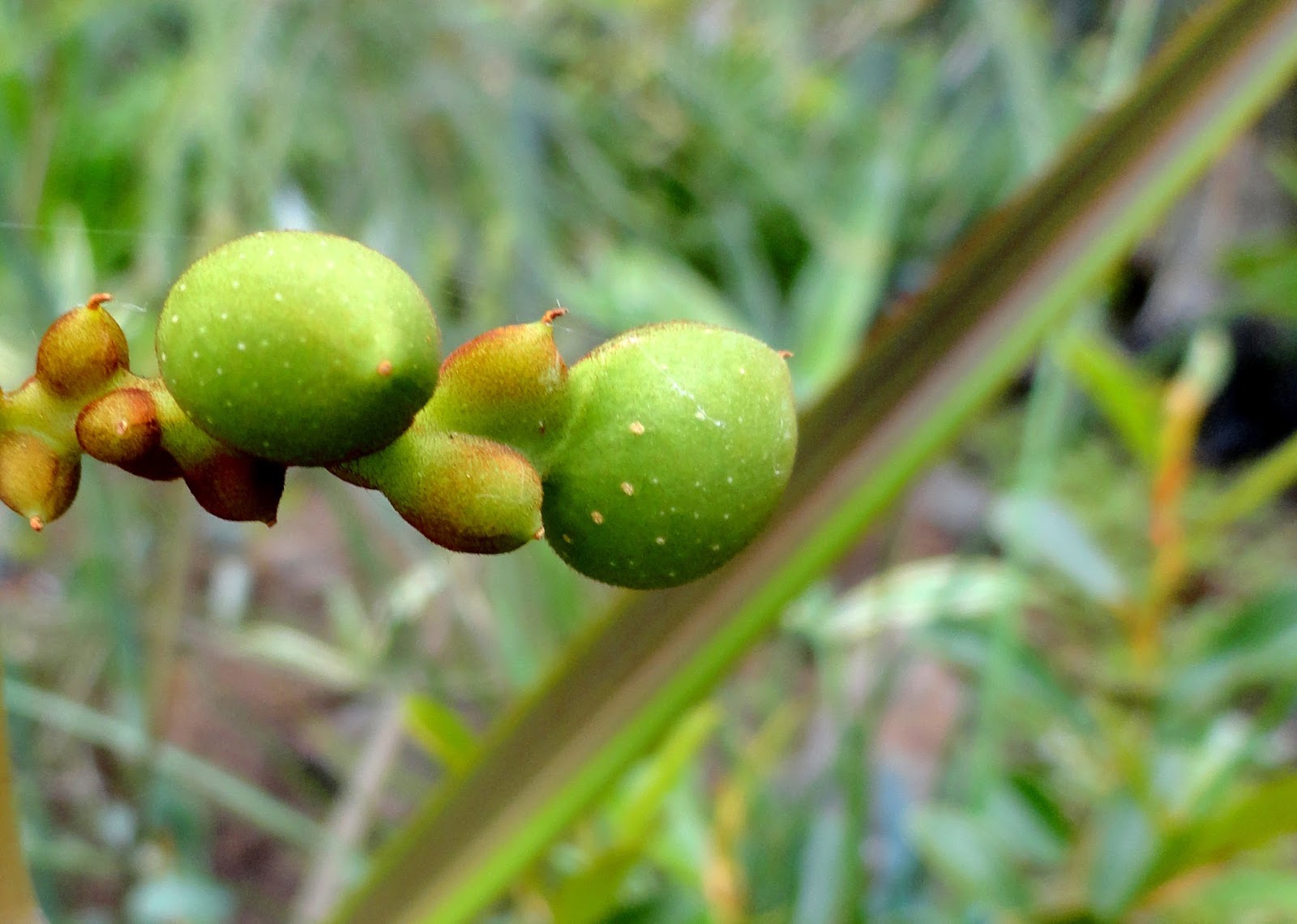 danger garden Cones and pods and such...