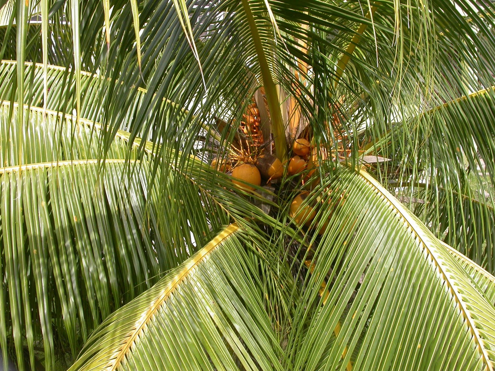 Barbados Flora & Fauna Coconut Trees (Cocos nucifera)