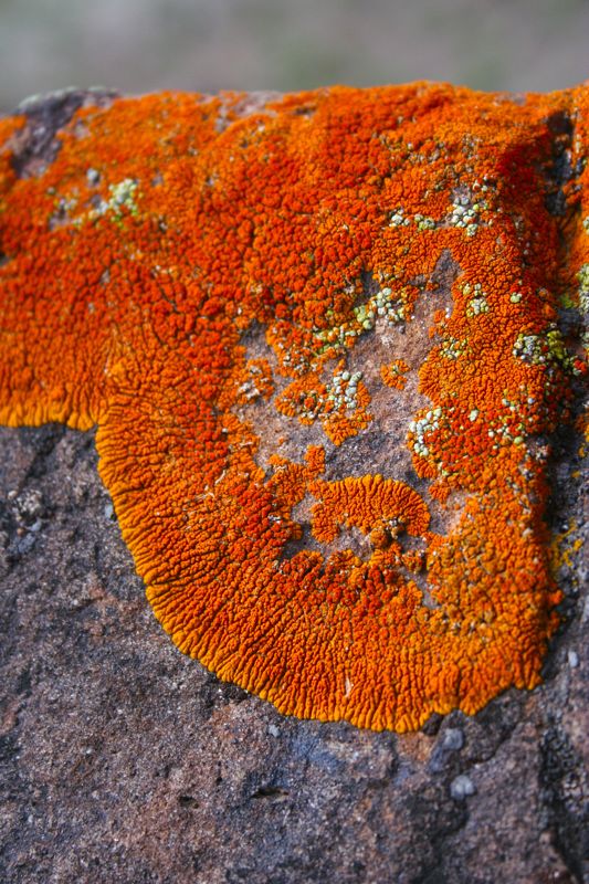 crust lichen