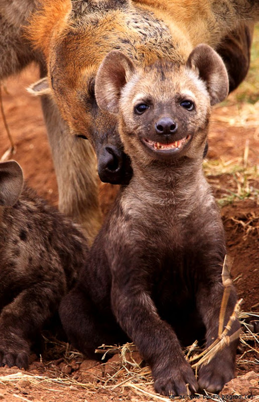 The 30 Happiest Animals In The World That Will Make You Smile The 30 Happiest Animals In The World That Will Make You Smile
