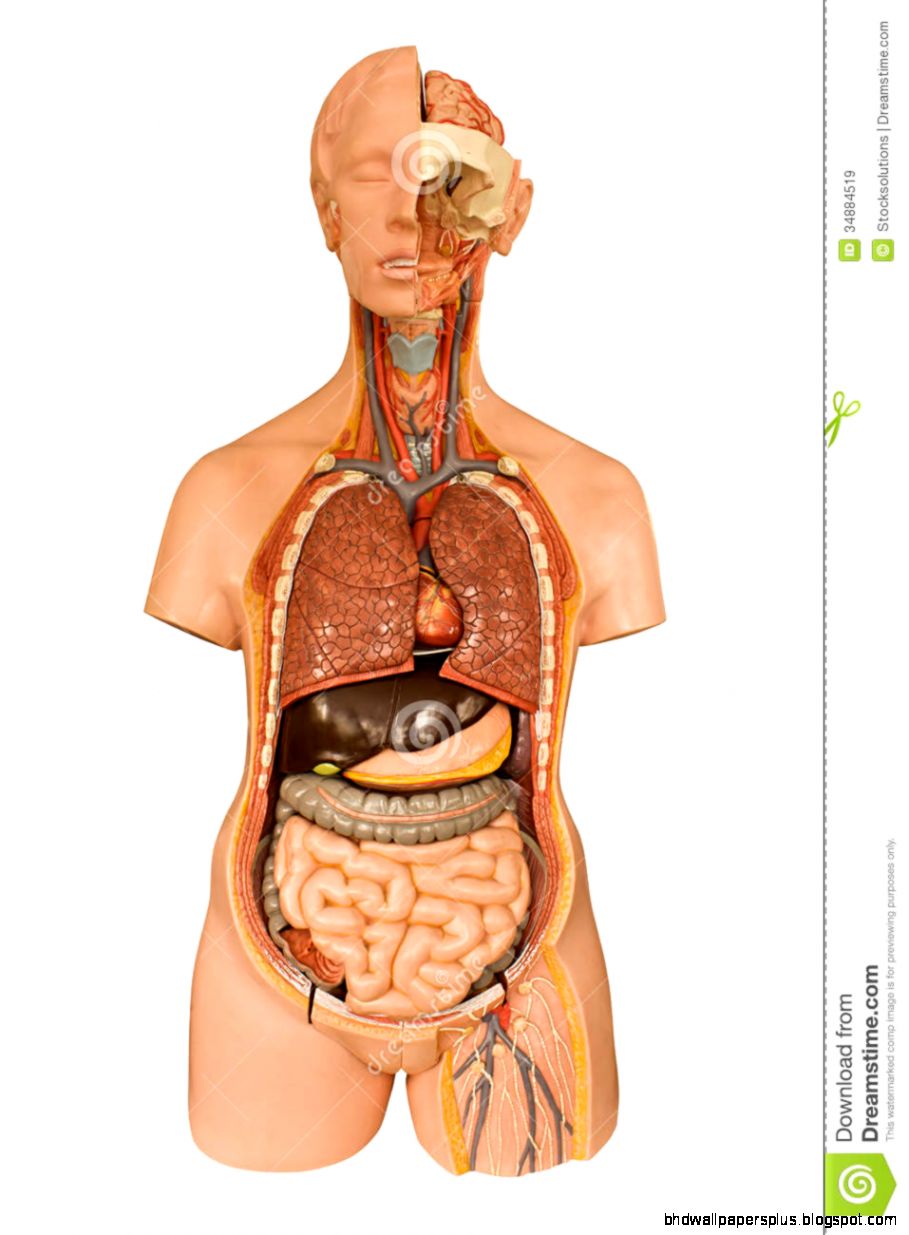 Human Anatomy Model Wallpapers HD Quality Human Anatomy Model Wallpapers HD Quality
