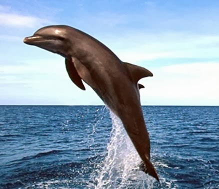 Lovina Beach Dolphin Lovina Beach Dolphin