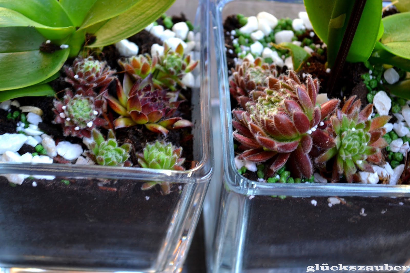 Einfache Tipps Zur Tillandsien Pflege Fur Anfanger Fee Ist Mein Name