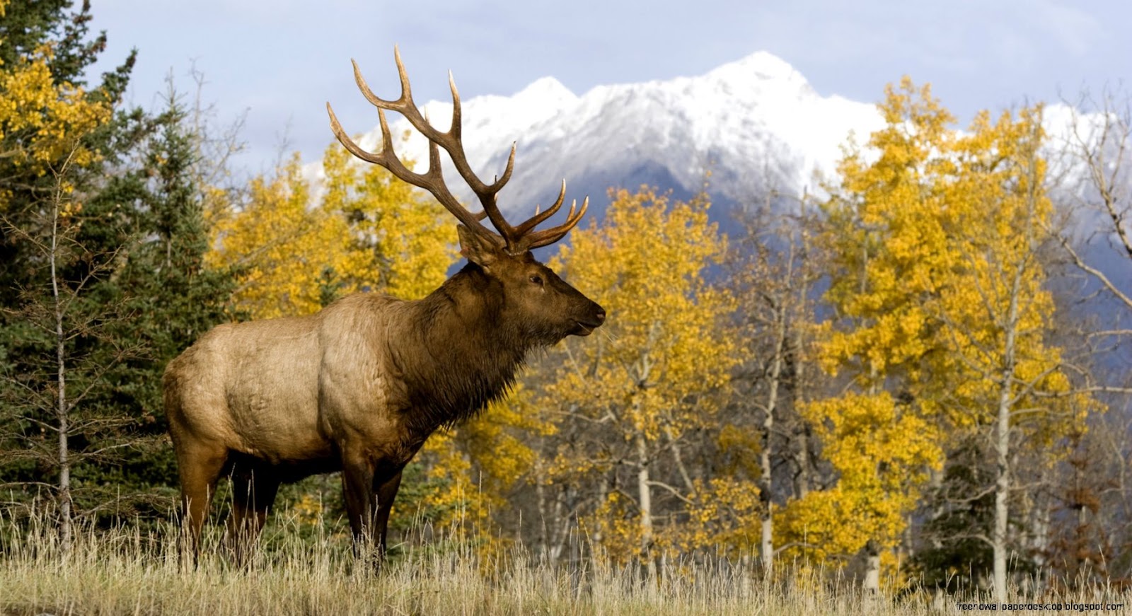 Computer Desktop Wallpaper Deer Computer Desktop Wallpaper Deer