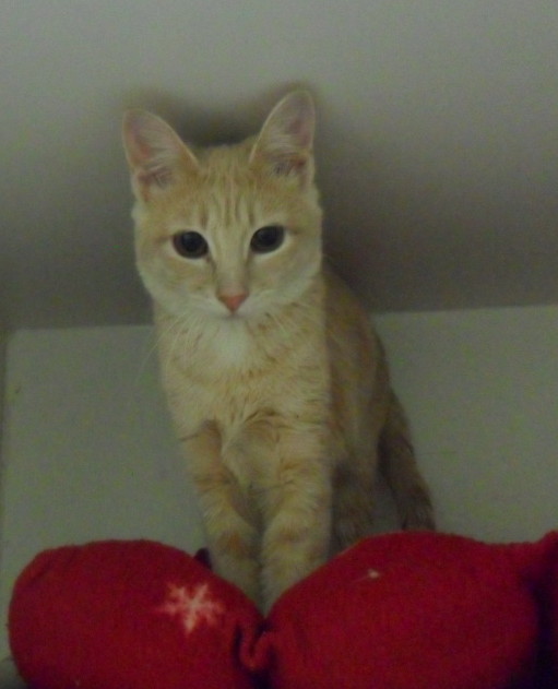 Brooks Lost and Found Pets Cat Found Caramel