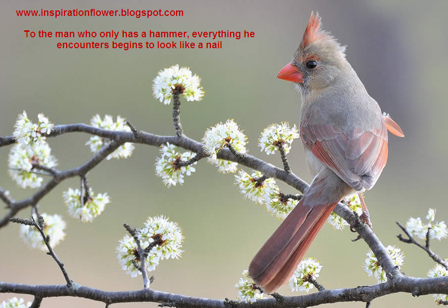 Beautiful Bird Quotes. QuotesGram