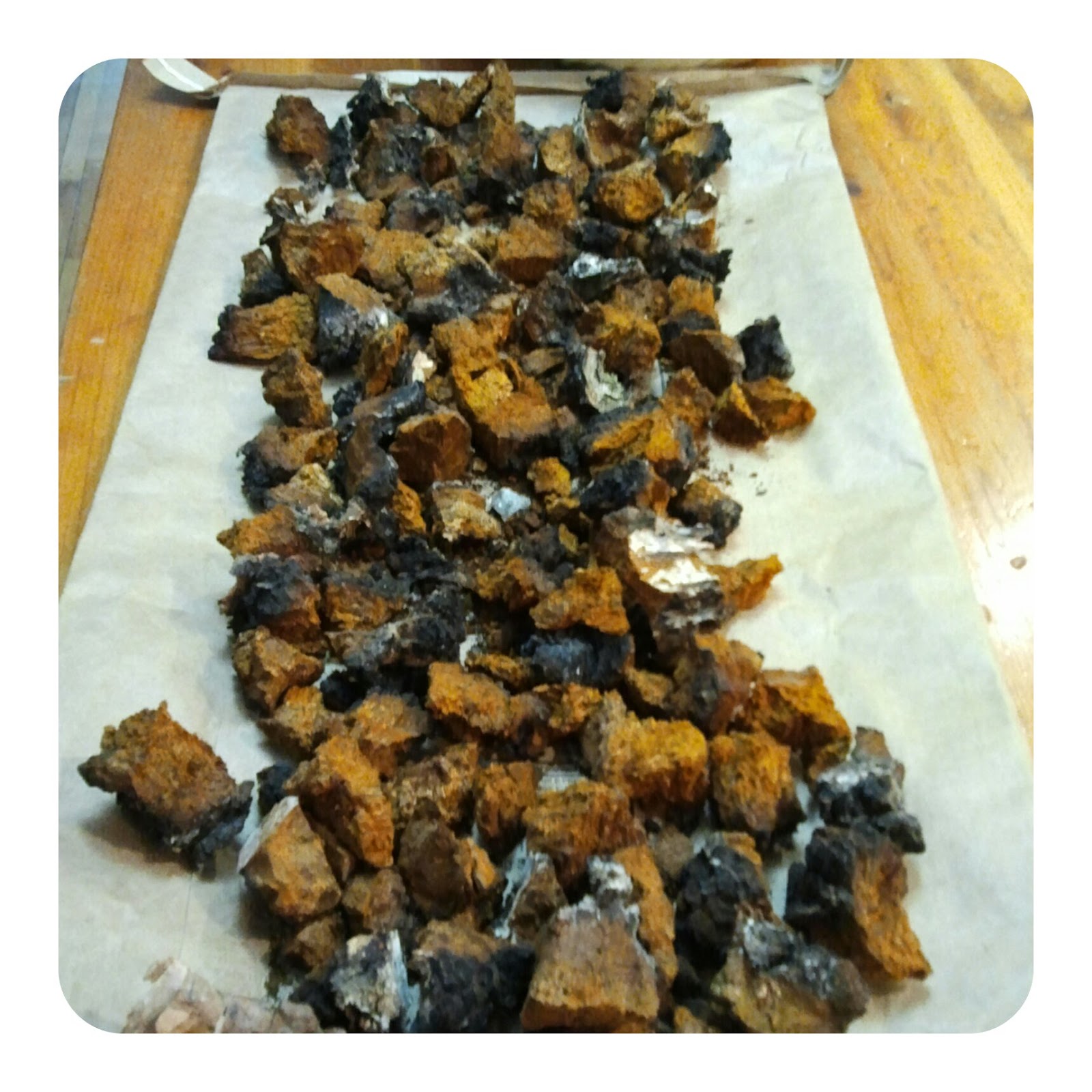 Minnesota Mushrooms Chaga Foray, How to make Chaga tea