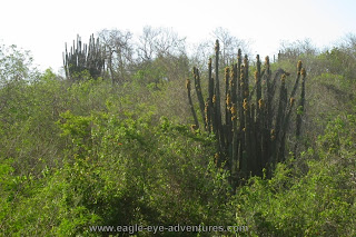 Pachycereus pecten-aboriginum Jalisco