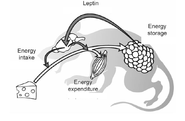 Nice pictures (mouse and leptin)