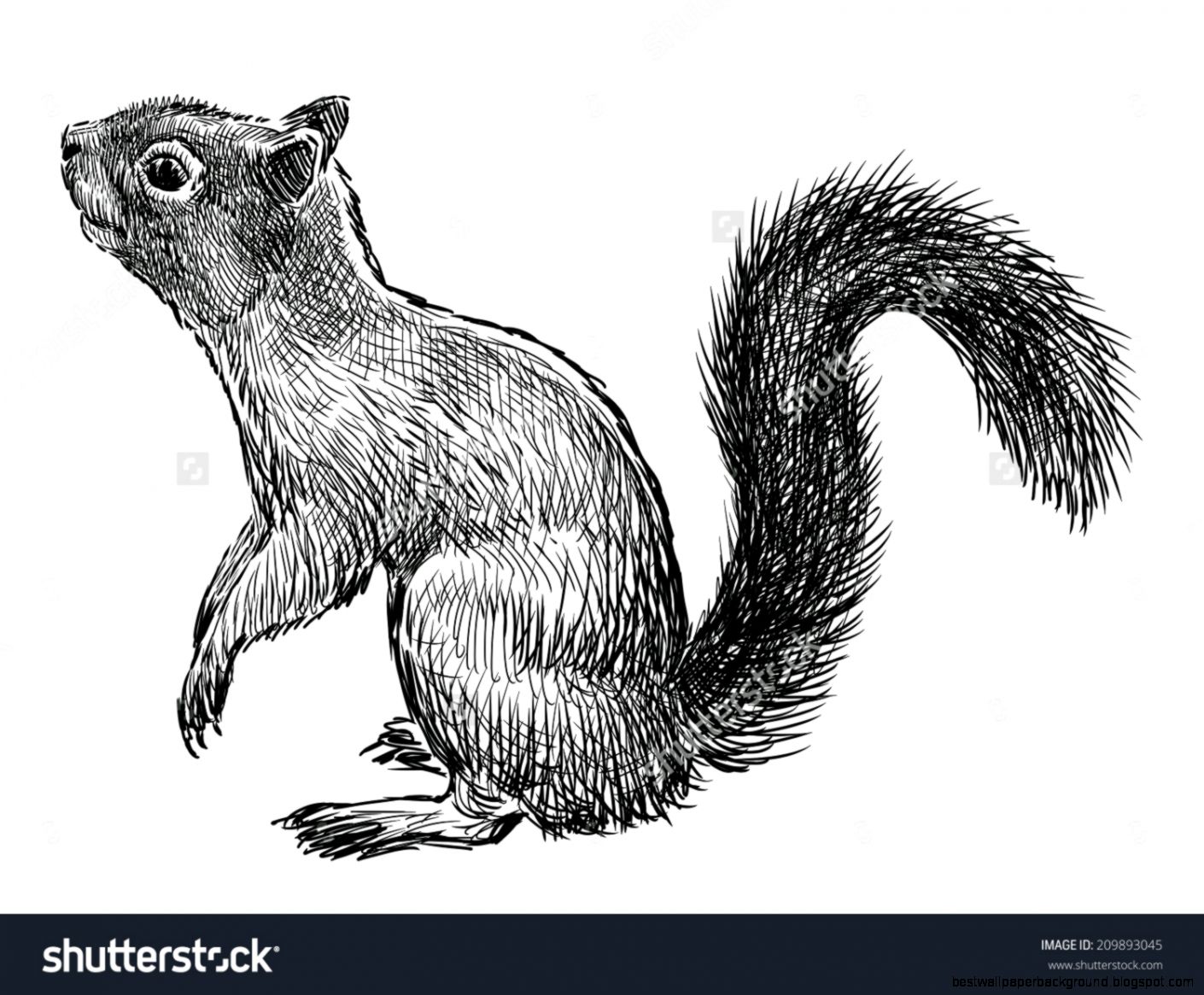 Nimble Squirrel Stock Photo 209893045 Shutterstock Nimble Squirrel Stock Photo 209893045 Shutterstock