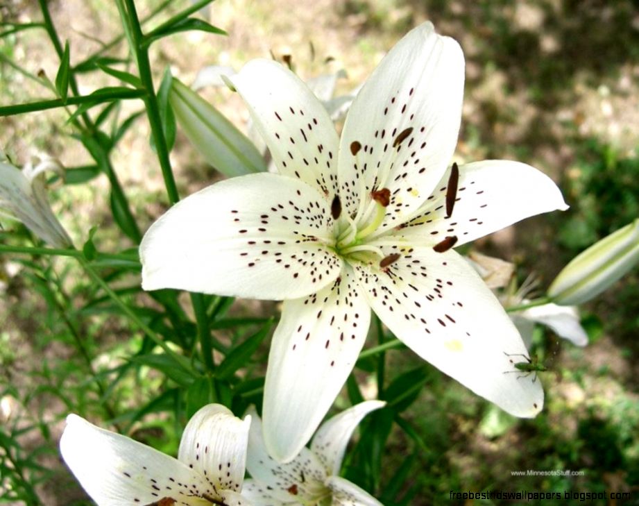 Tiger Lily Wallpapers Wallpaper Cave Tiger Lily Wallpapers Wallpaper Cave