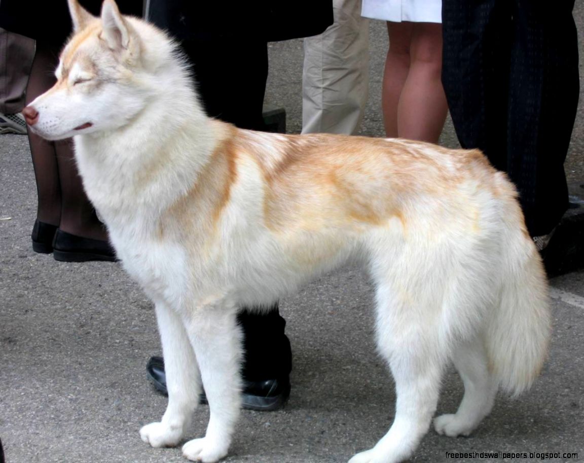 Red Siberian Husky Dogs Red Siberian Husky Dogs