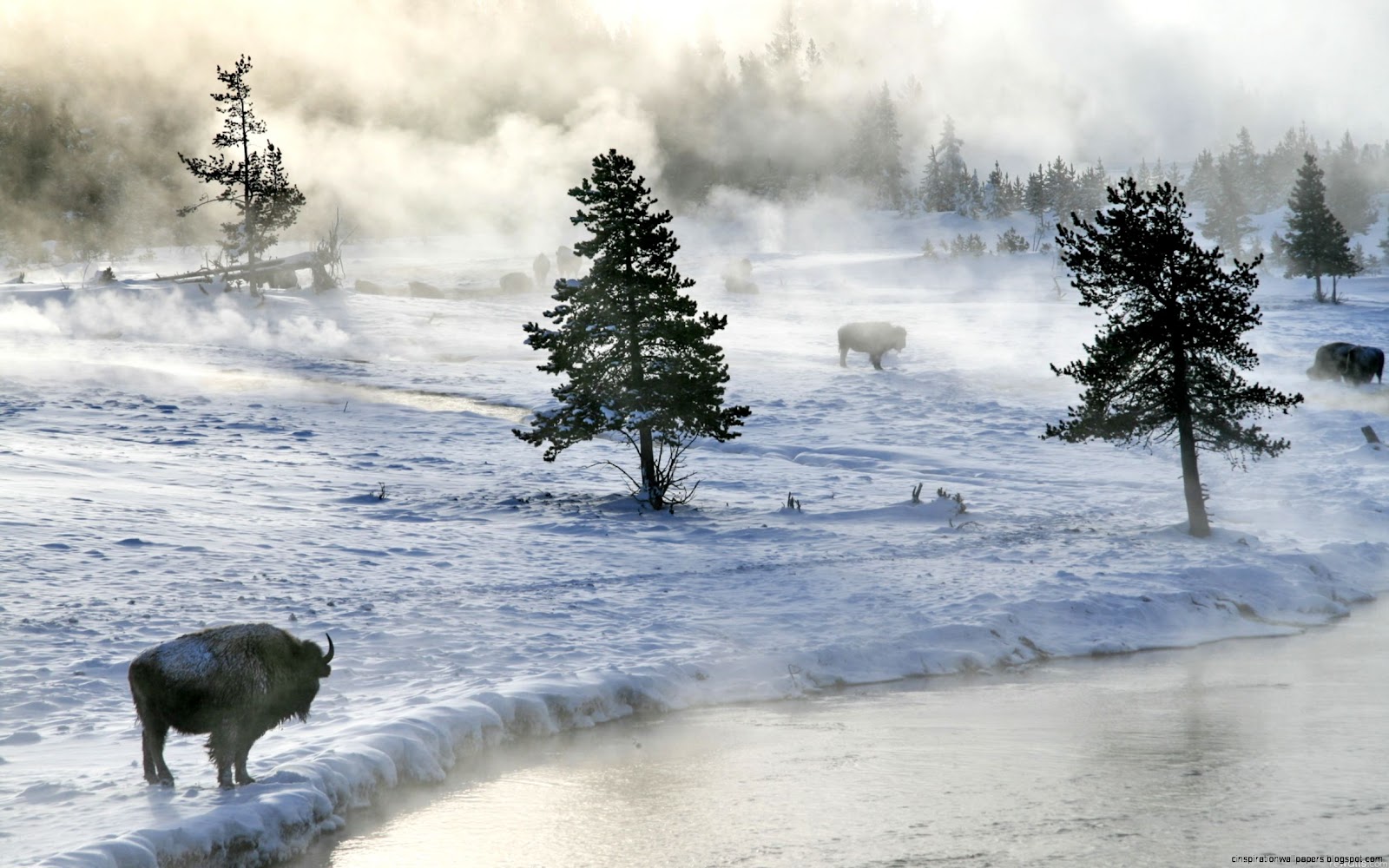 Buffalo Winter Desktop Backgrounds Buffalo Winter Desktop Backgrounds