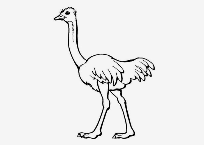 Ostrich coloring page Free Coloring Pages and Coloring Books for Kids