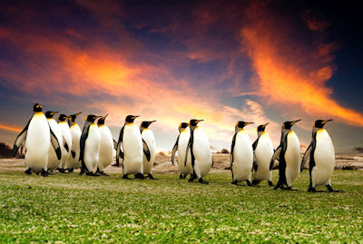 Los pingüinos regresan a casa al atardecer - Aves exóticas and magic sunset