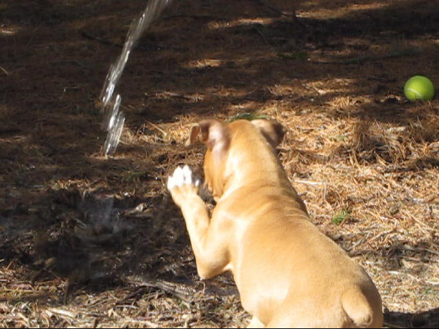 Bruno catching water.