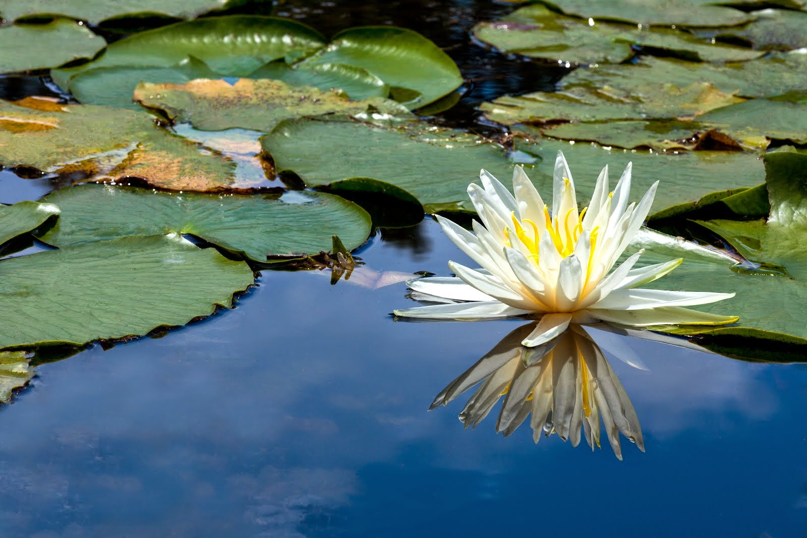 Waterlily Pond
