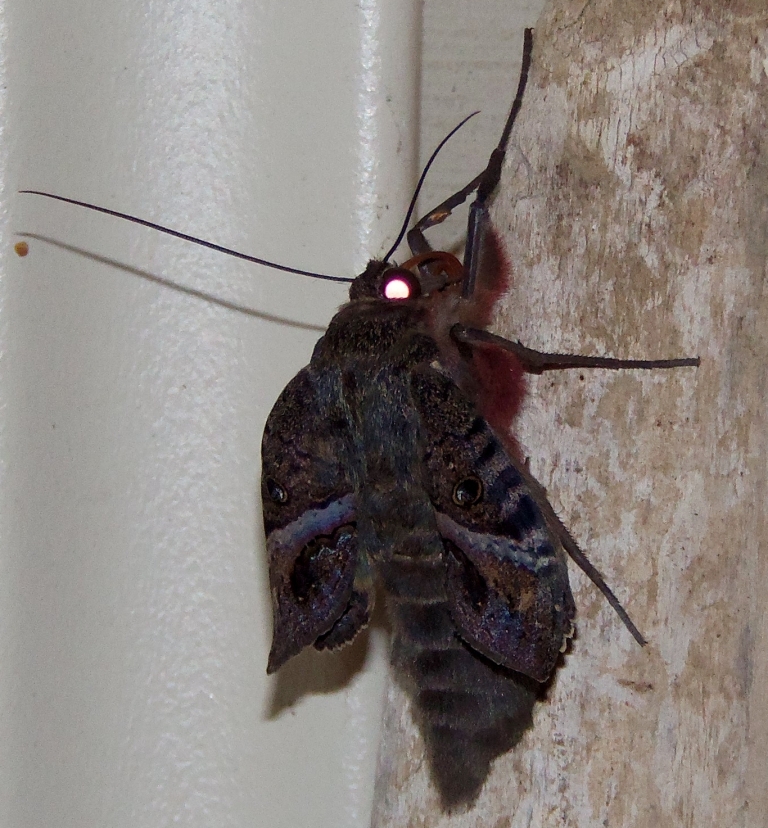 Picture Of A Black Witch Moth