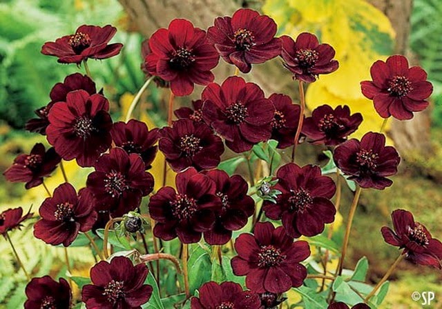 CHOCOLATE COSMOS