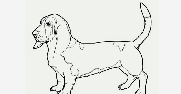 Basset Hound coloring page | Free Coloring Pages and Coloring Books for