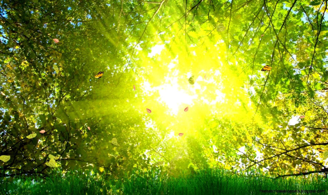 Top Golden Nature Screensaver Full Hd 3D Animated Wallpaper 2012 Top Golden Nature Screensaver Full Hd 3D Animated Wallpaper 2012