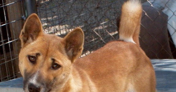Shukernature In Tune With The New Guinea Singing Dog