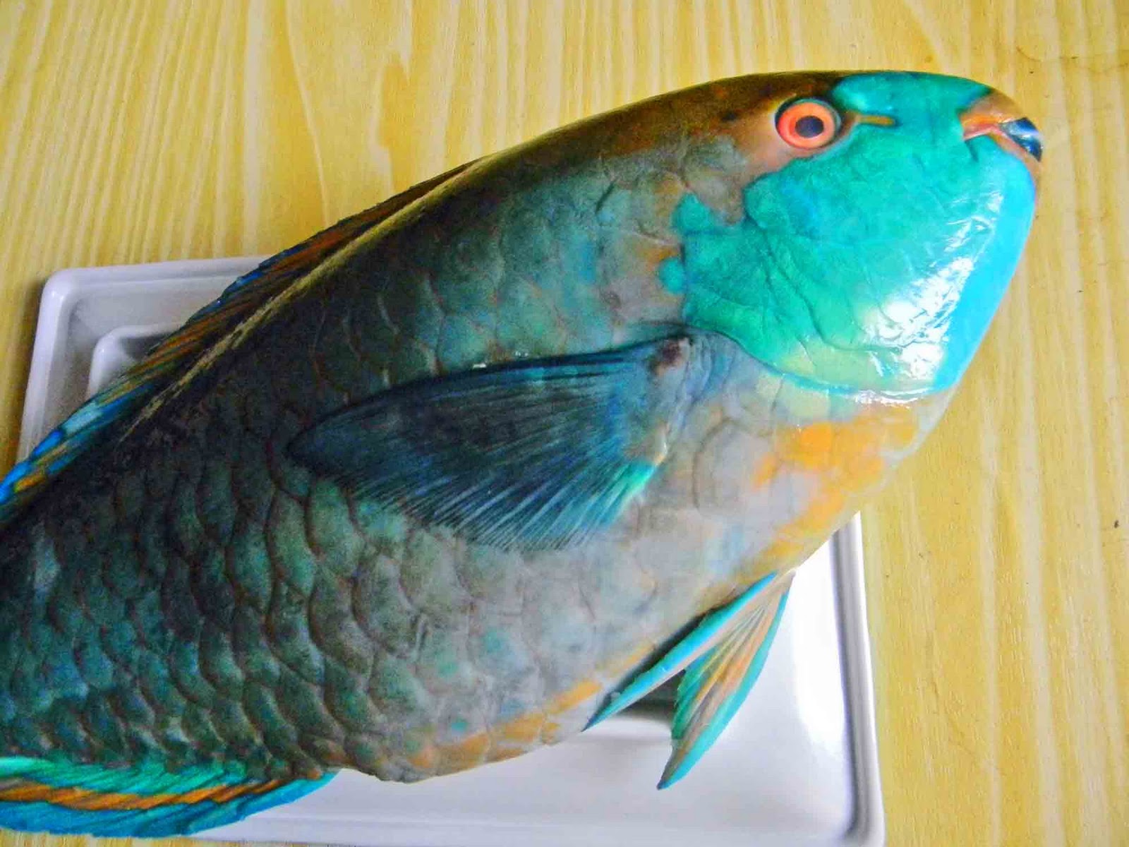 Have Fun! Ikan Kakatua (parrot fish) rasa kepiting