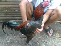 Jual Ayam Bangkok Import