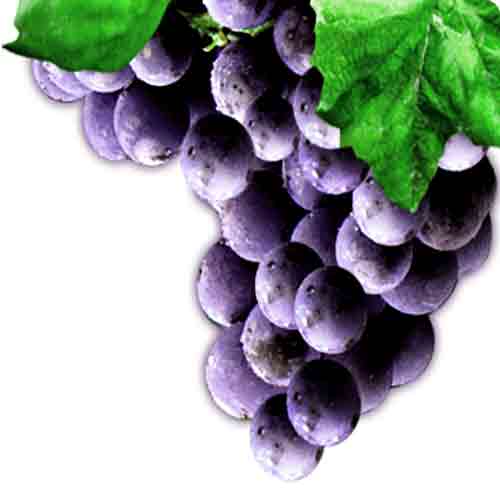 Fruits & Vegetables Benefits benefits of concord grapes