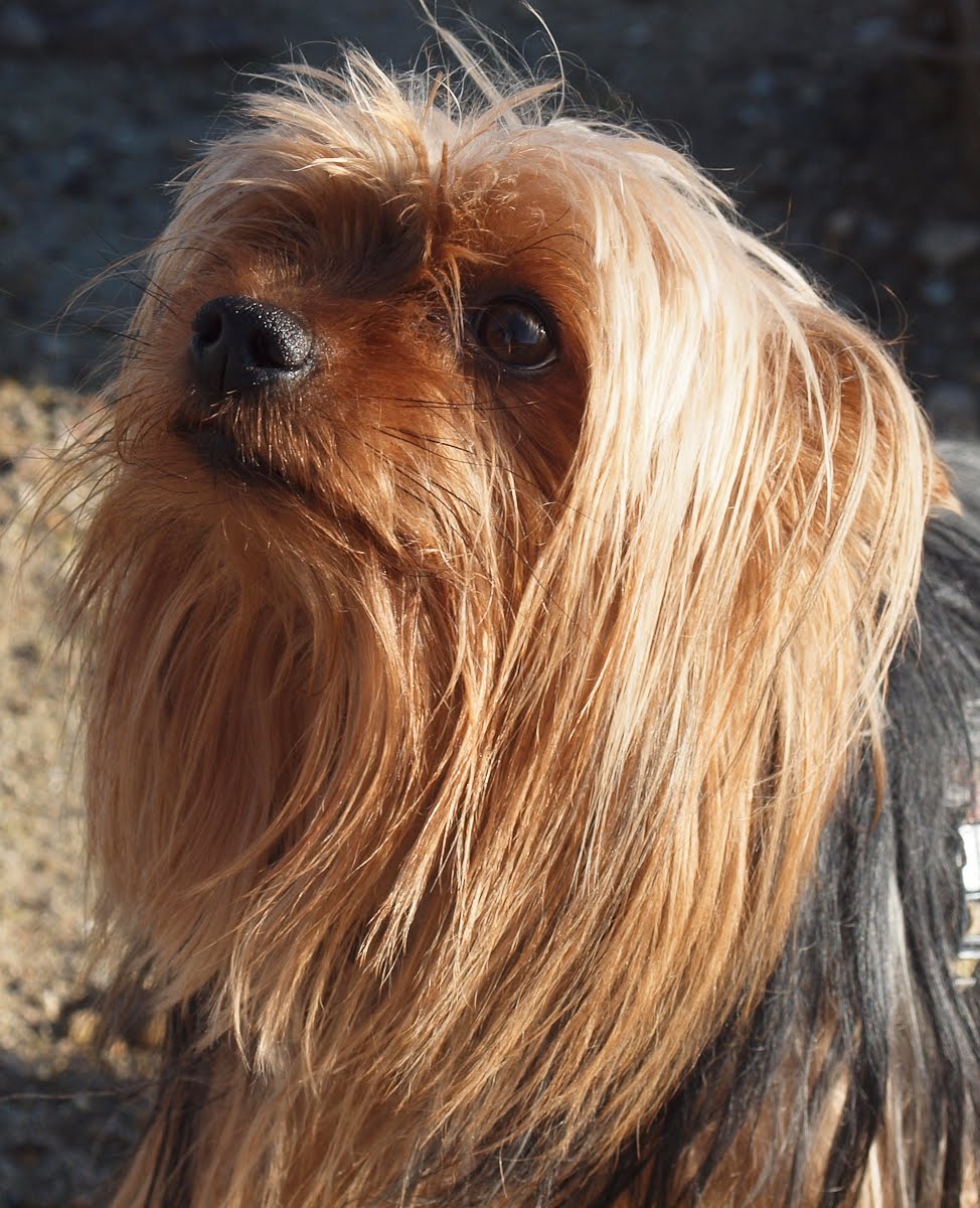 yorkies ears riviera dogs a yorkie s ears yorkies ears riviera dogs a yorkie s ears
