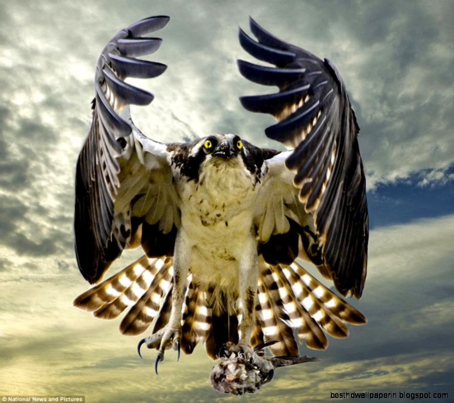 Incredible photos from Society of International Nature and Incredible photos from Society of International Nature and