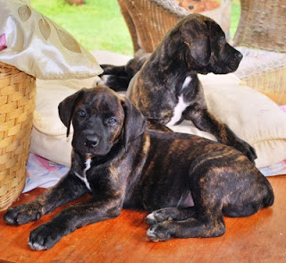 authentic mizpah boerboel