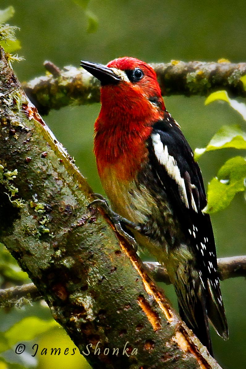 washington state woodpeckers