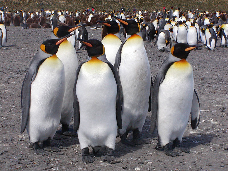 King Penguin Diet And Habitat