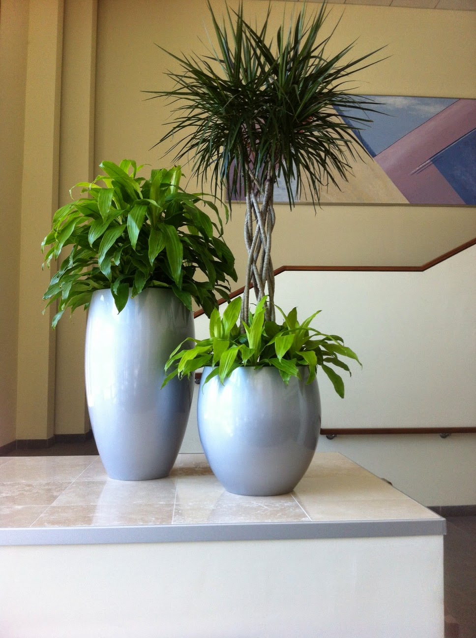 Cambridge, MA interior office plants