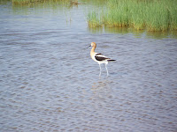 American Avocet