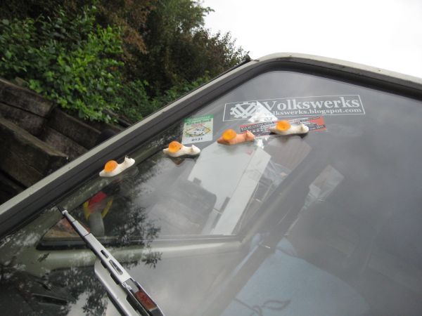 Grafschafter Alpakahof Wietmarschen Meppen Lingen Emsland