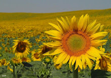 Girasol de vida y alegría.