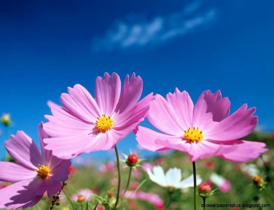 Cosmos The Flowers Avenue Cosmos The Flowers Avenue