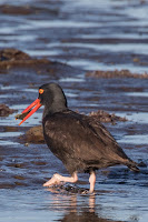 Black Oystercatcher