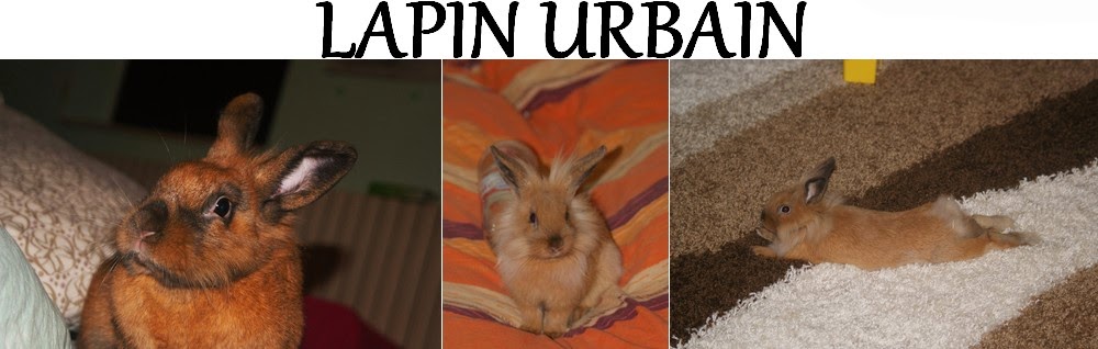 Lapin urbain 