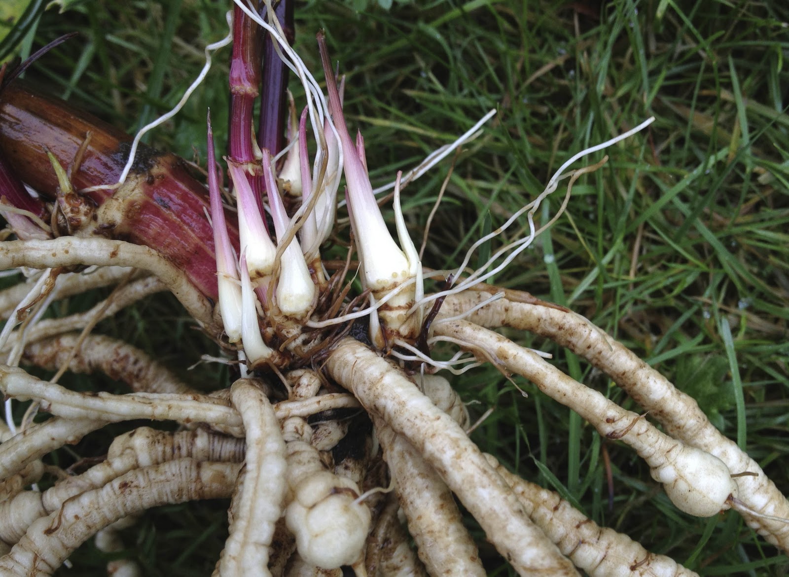 Skirret Fruits And Vegetables