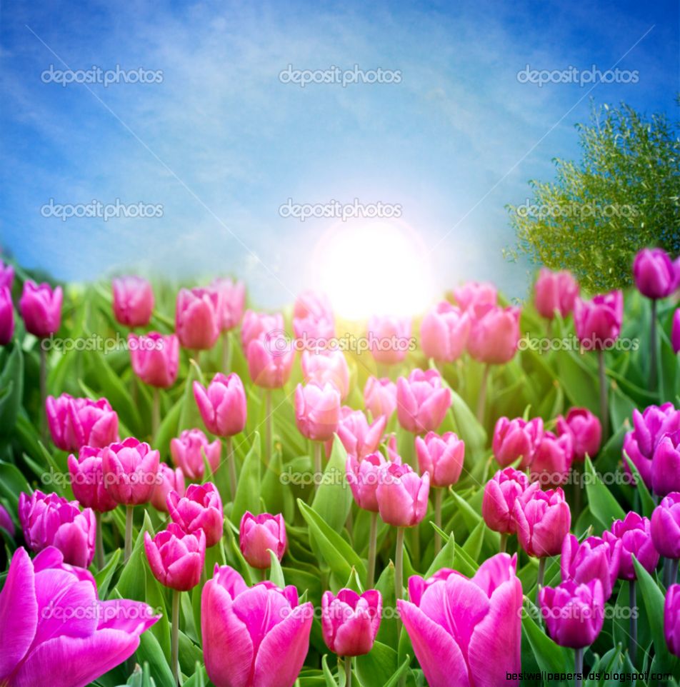 Beautiful spring flowers — Stock Photo © victoreus 25195351 Beautiful spring flowers — Stock Photo © victoreus 25195351
